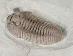 Large Flexicalymene Trilobite From Ohio #17267-1